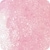003 Rose Charismatic